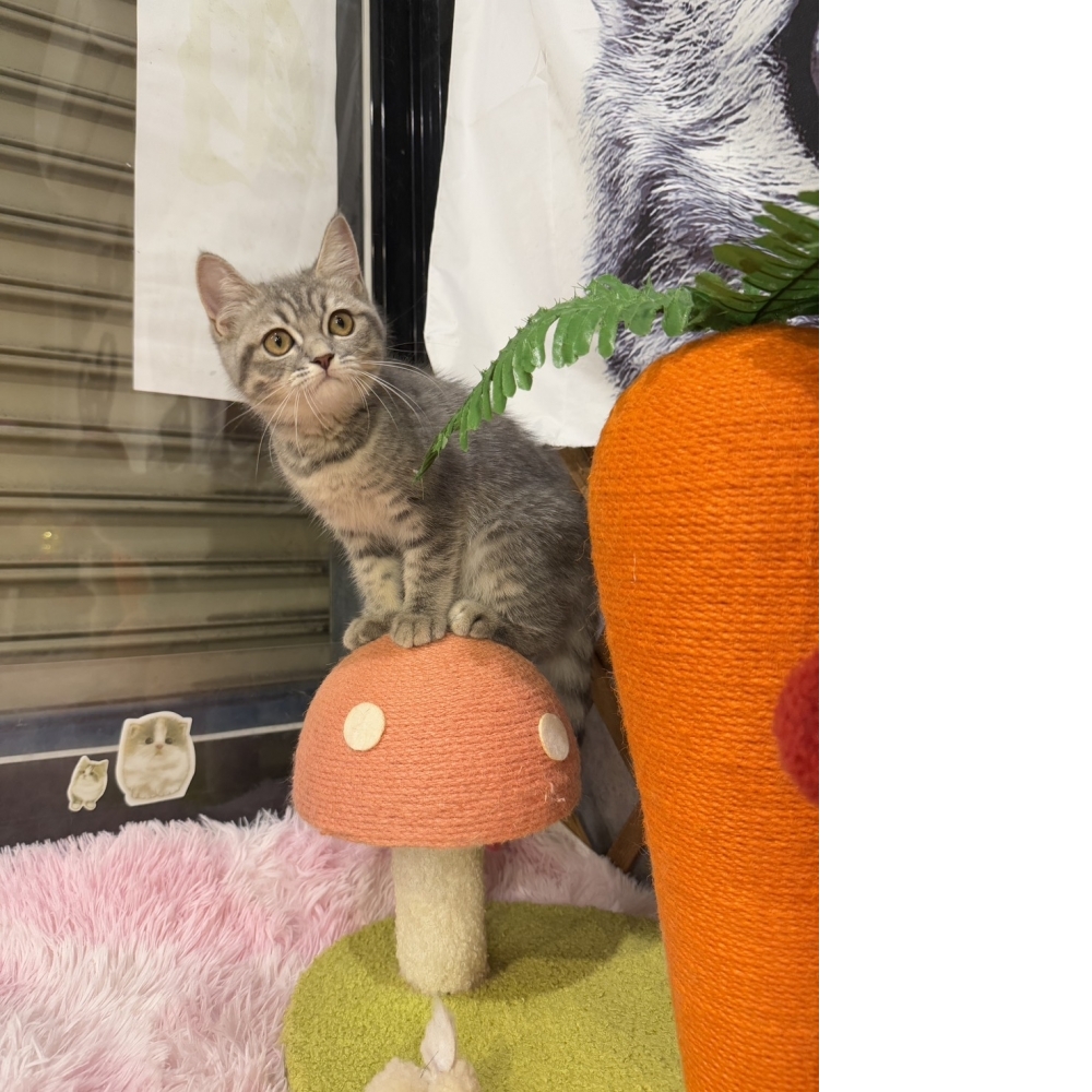 藍虎斑英短㊛妹妹  