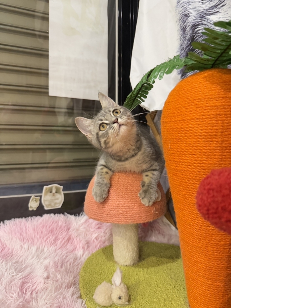 藍虎斑英短㊛妹妹  （☆已有家★）