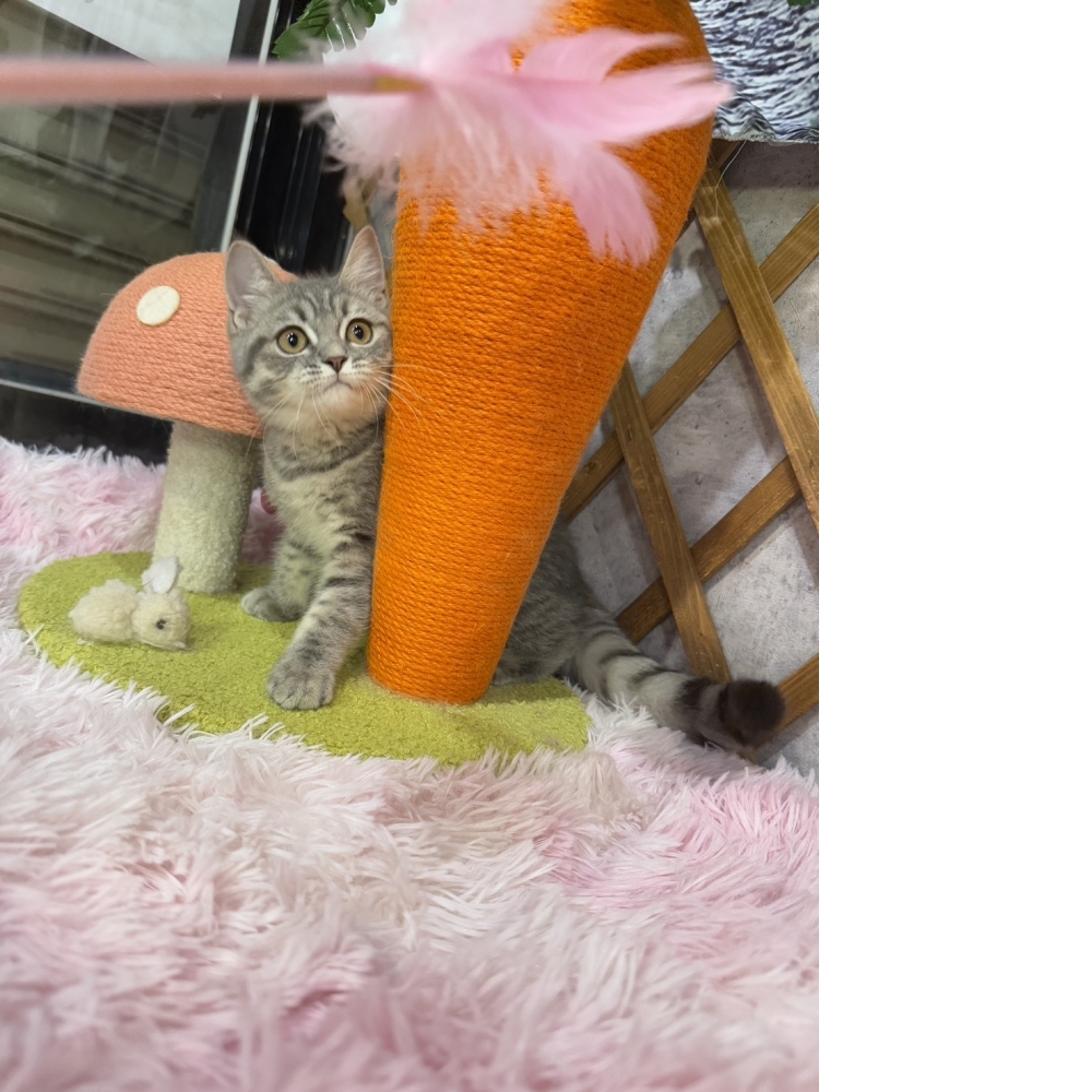 藍虎斑英短㊛妹妹  （☆已有家★）
