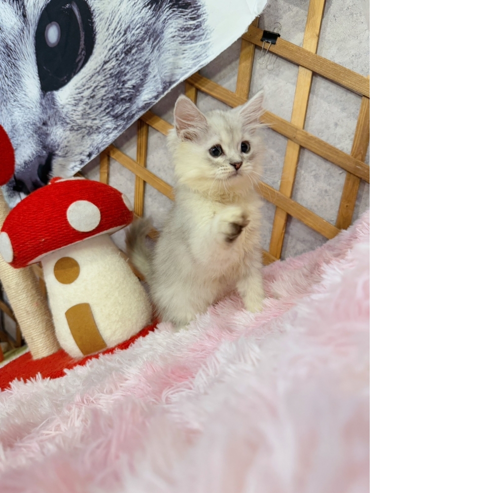 銀白金吉拉㊚弟弟 （☆已有家★）