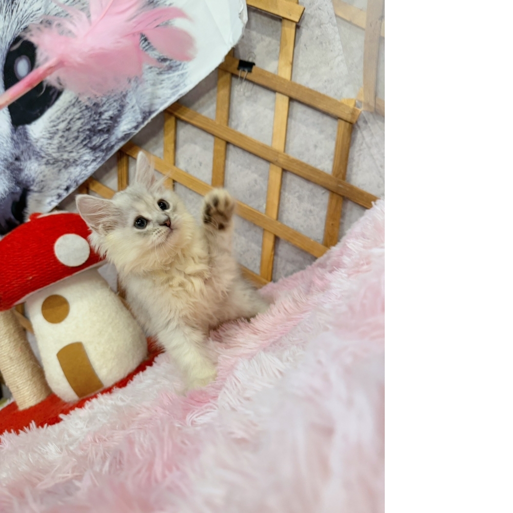 銀白金吉拉㊚弟弟 （☆已有家★）