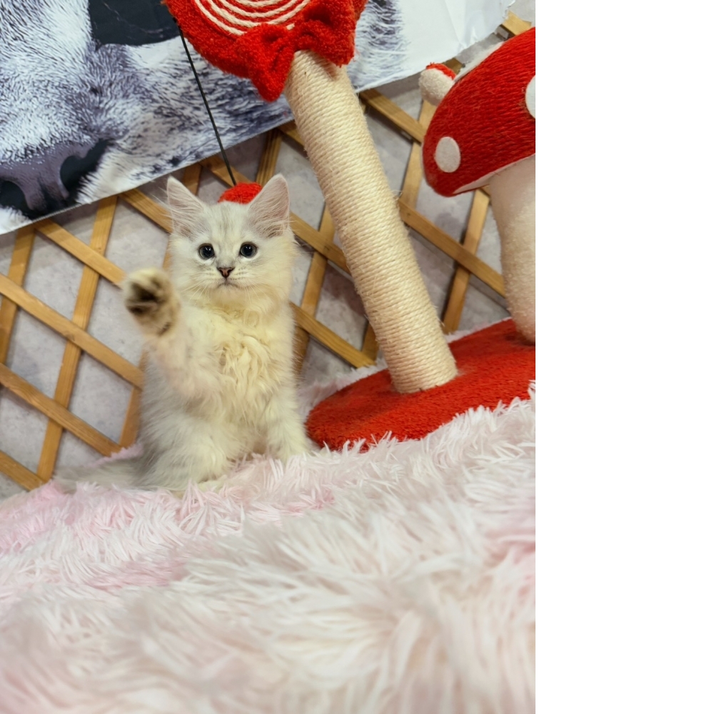 銀白金吉拉㊚弟弟 （☆已有家★）