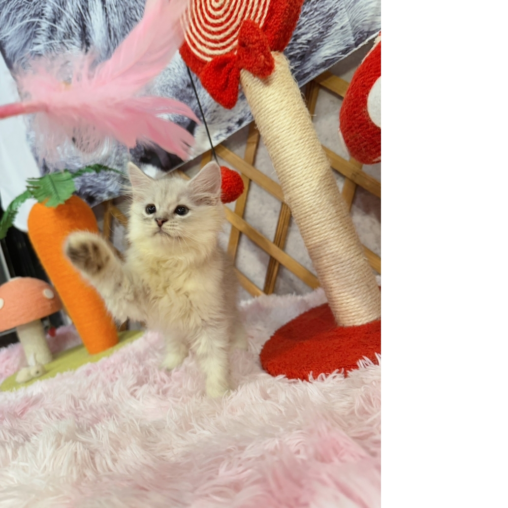 銀白金吉拉㊚弟弟 （☆已有家★）