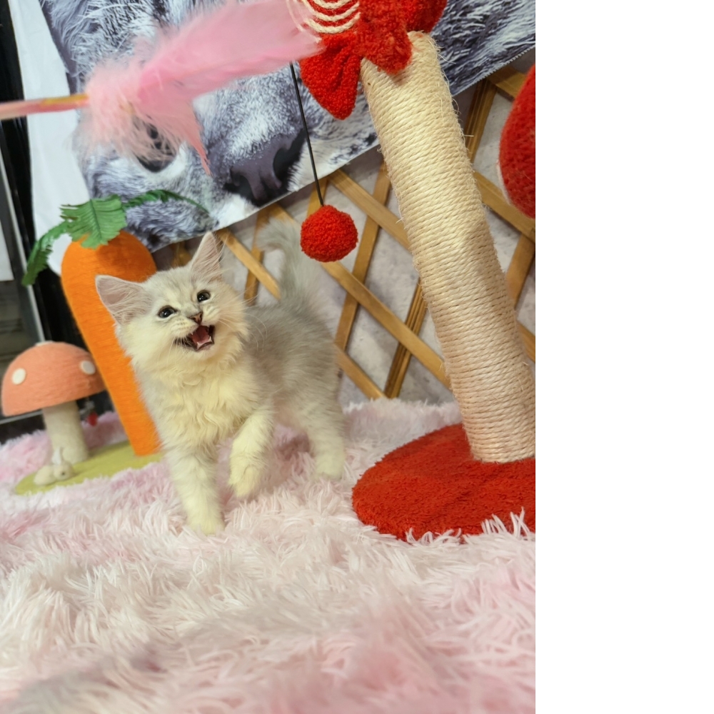 銀白金吉拉㊚弟弟 （