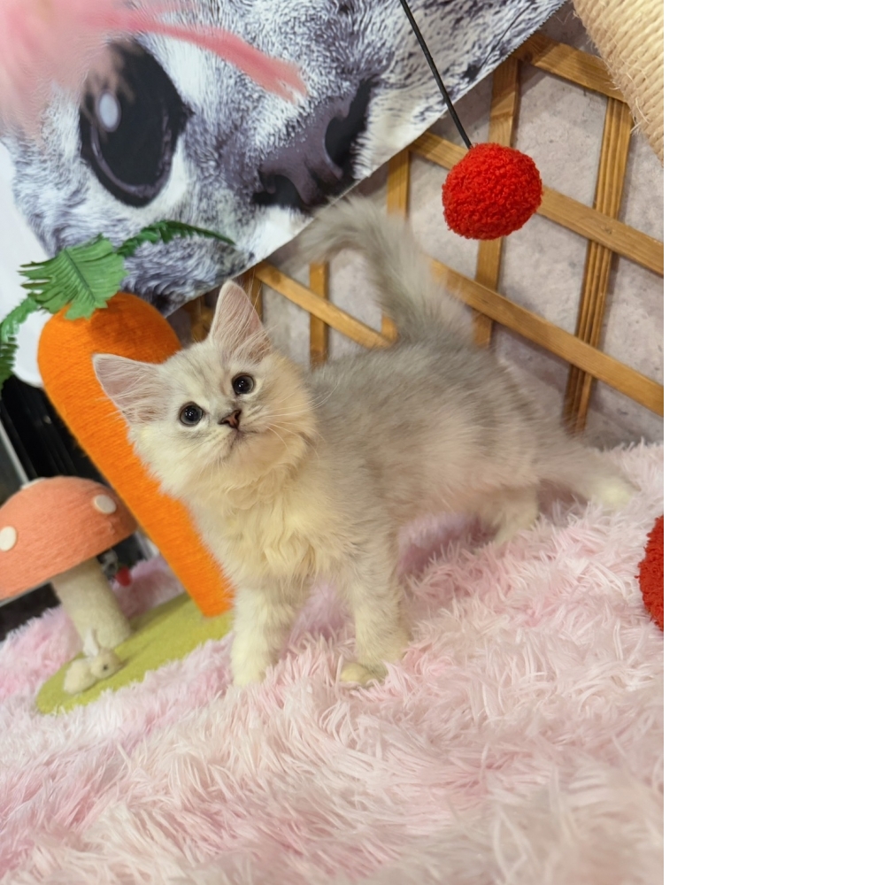 銀白金吉拉㊚弟弟 （☆已有家★）