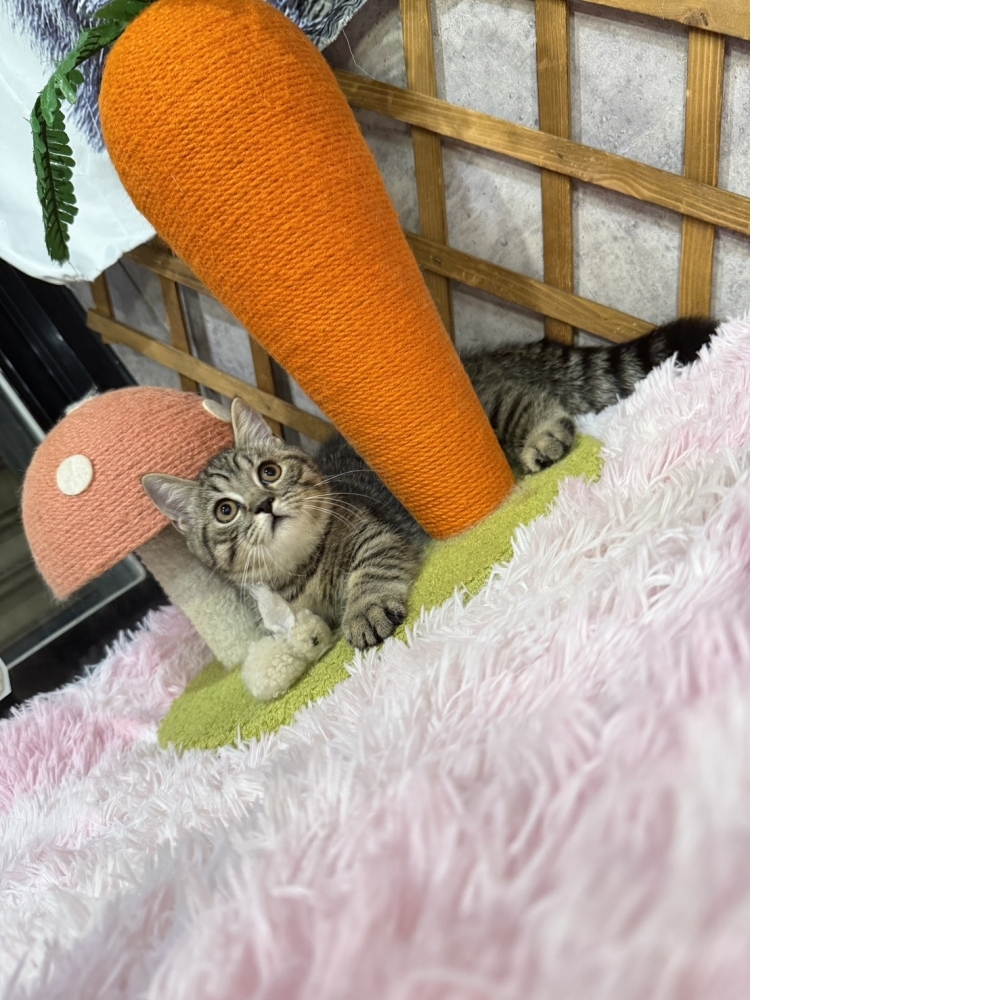 棕虎斑曼赤肯㊚弟弟（