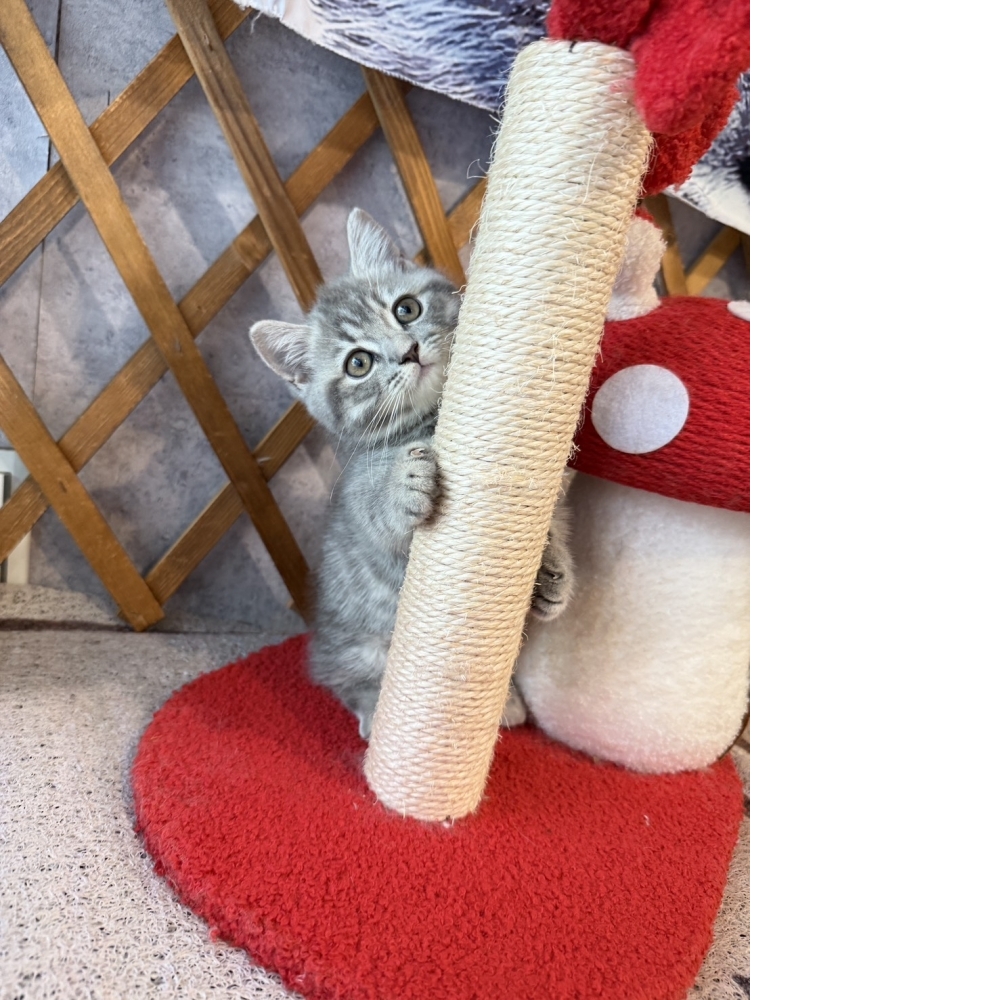 藍虎斑曼赤肯㊛妹妹（