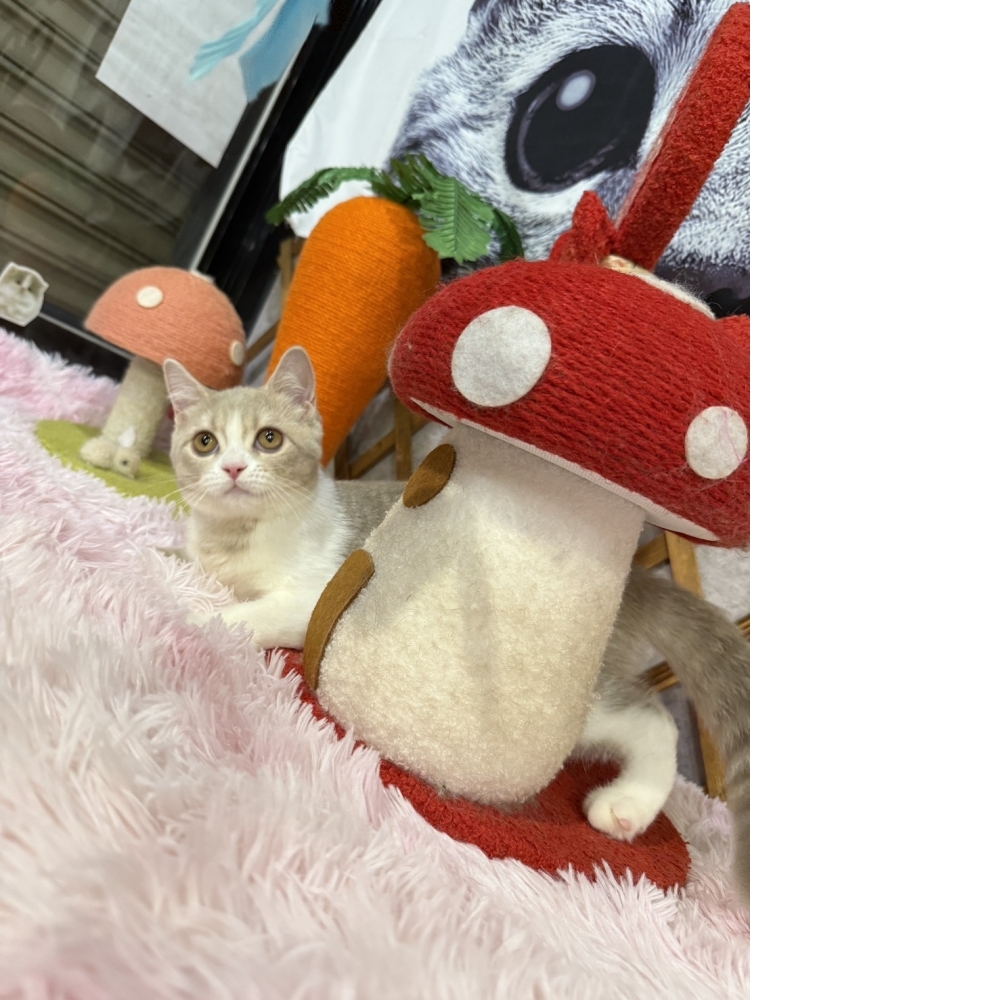 淡紫丁香賓士英短㊛妹妹  （☆已有家★）