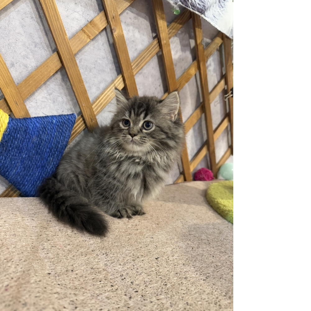 煙燻色小步舞曲㊛妹妹（☆已有家★）