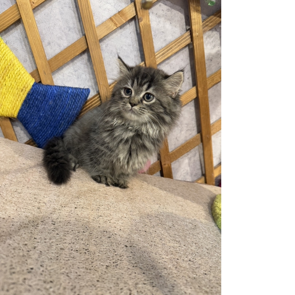 煙燻色小步舞曲㊛妹妹（☆已有家★）