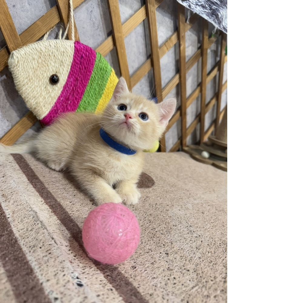 奶油英短㊚弟弟（☆已有家★）