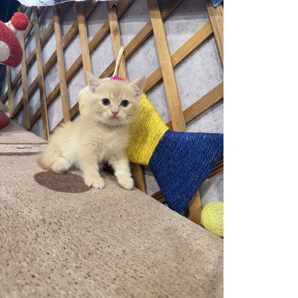 奶油英短㊚弟弟（☆已有家★）