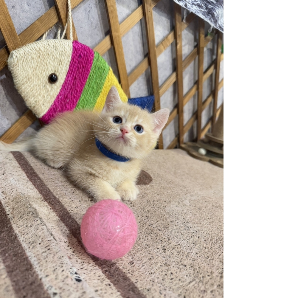 奶油英短㊚弟弟（☆已有家★）