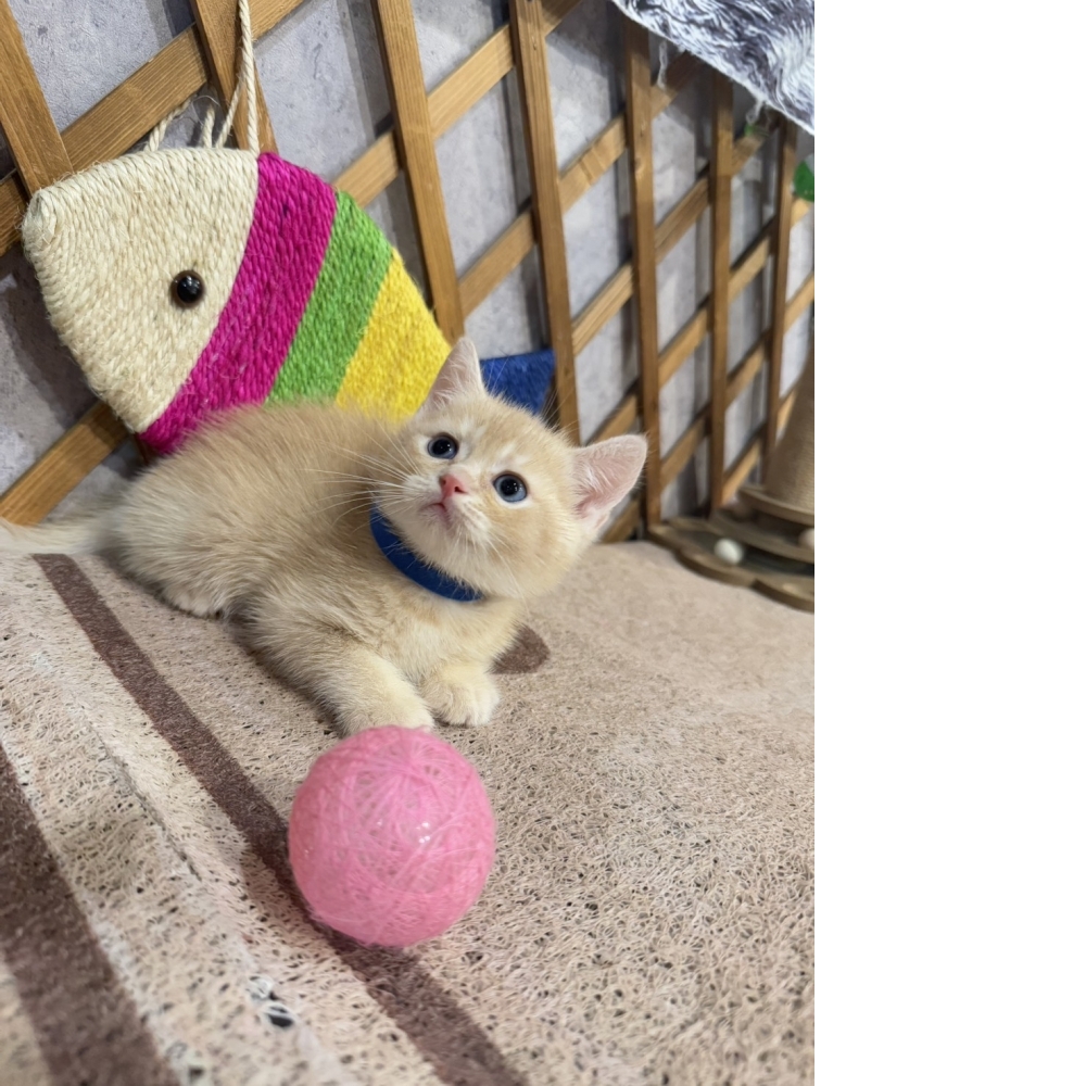 奶油英短㊚弟弟（☆已有家★）