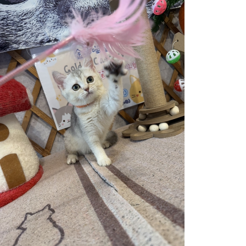 銀漸層英短㊛妹妹（☆已有家★）