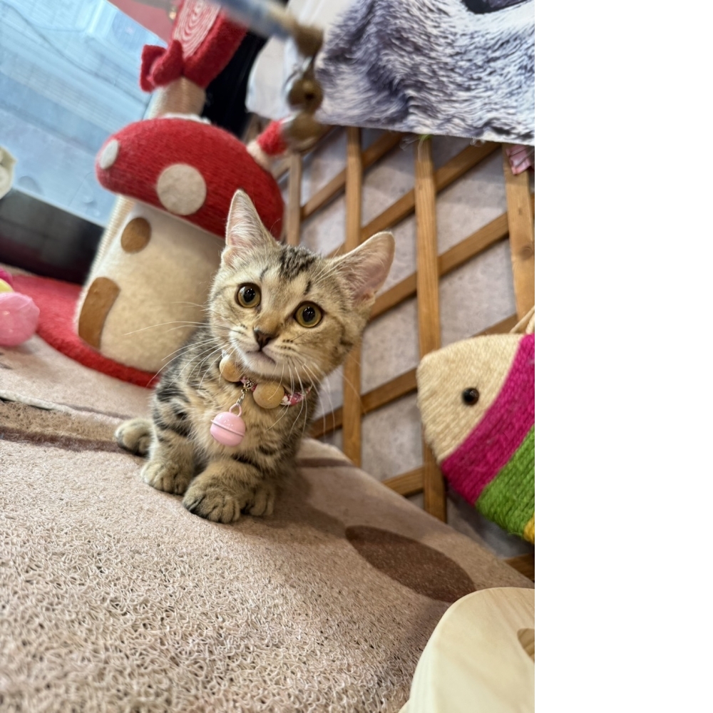 古銅美短曼赤肯㊛妹妹 （☆已有家★）