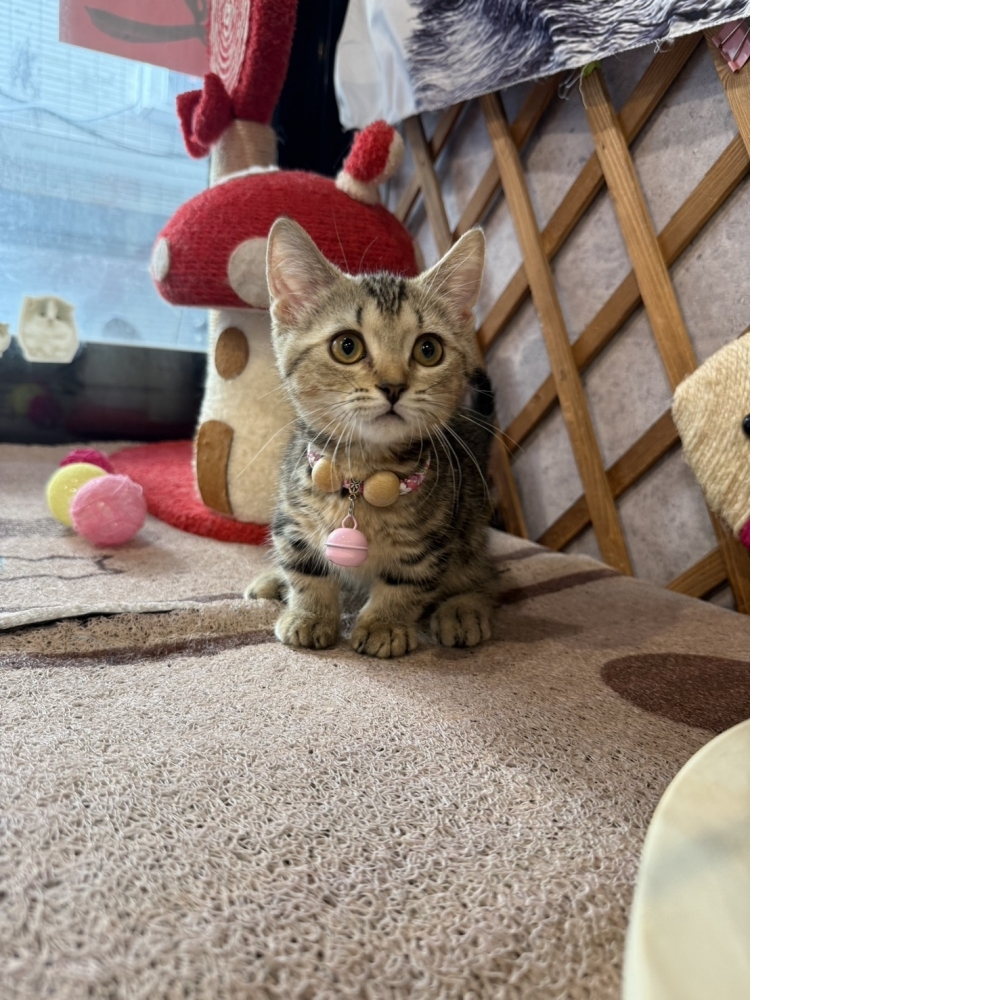 古銅美短曼赤肯㊛妹妹 （☆已有家★）