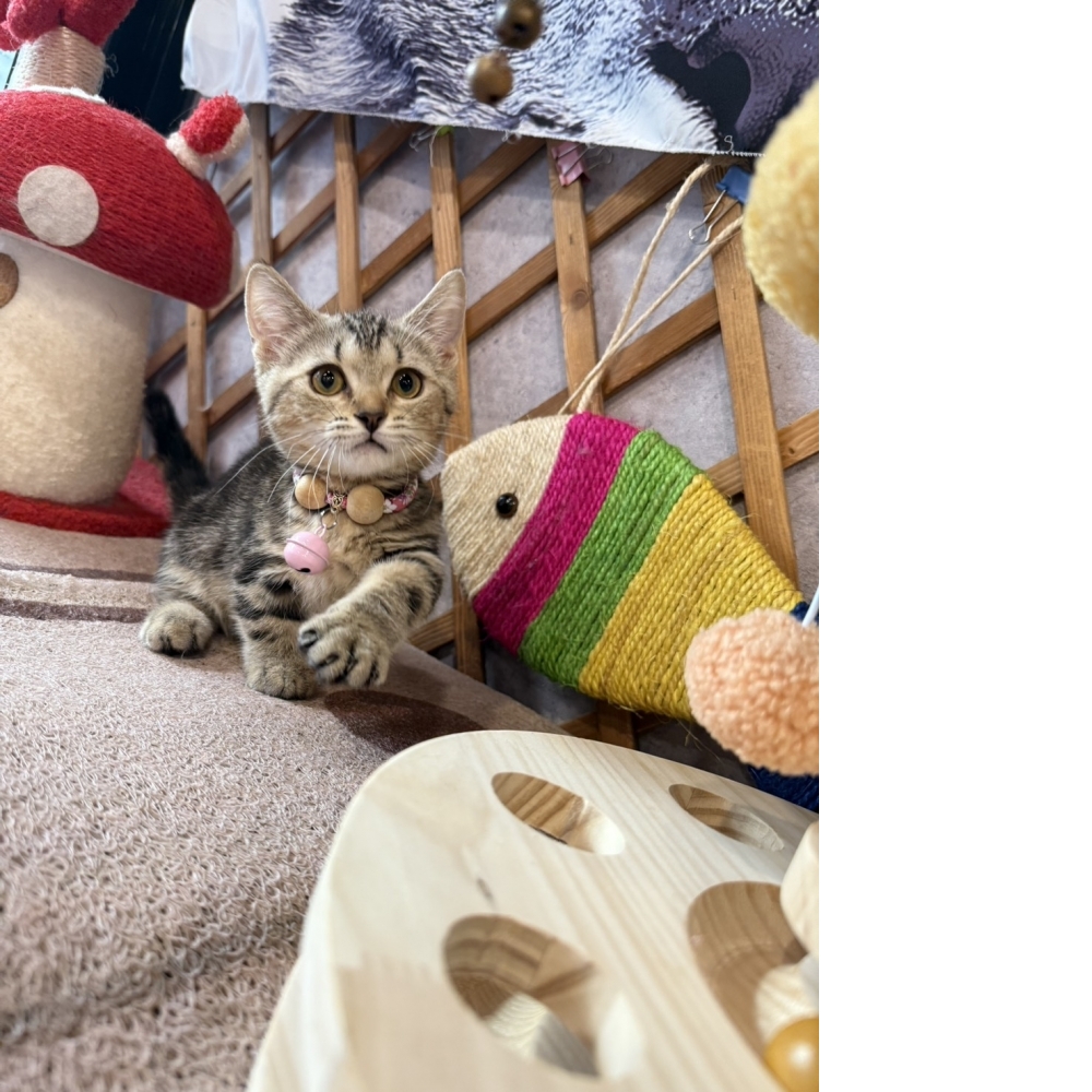 古銅美短曼赤肯㊛妹妹