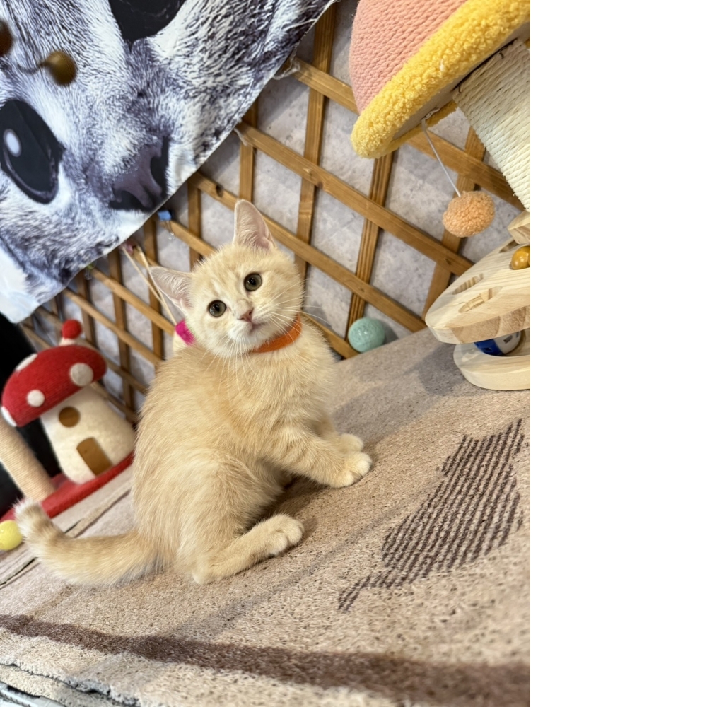 奶油英短㊛妹妹  （