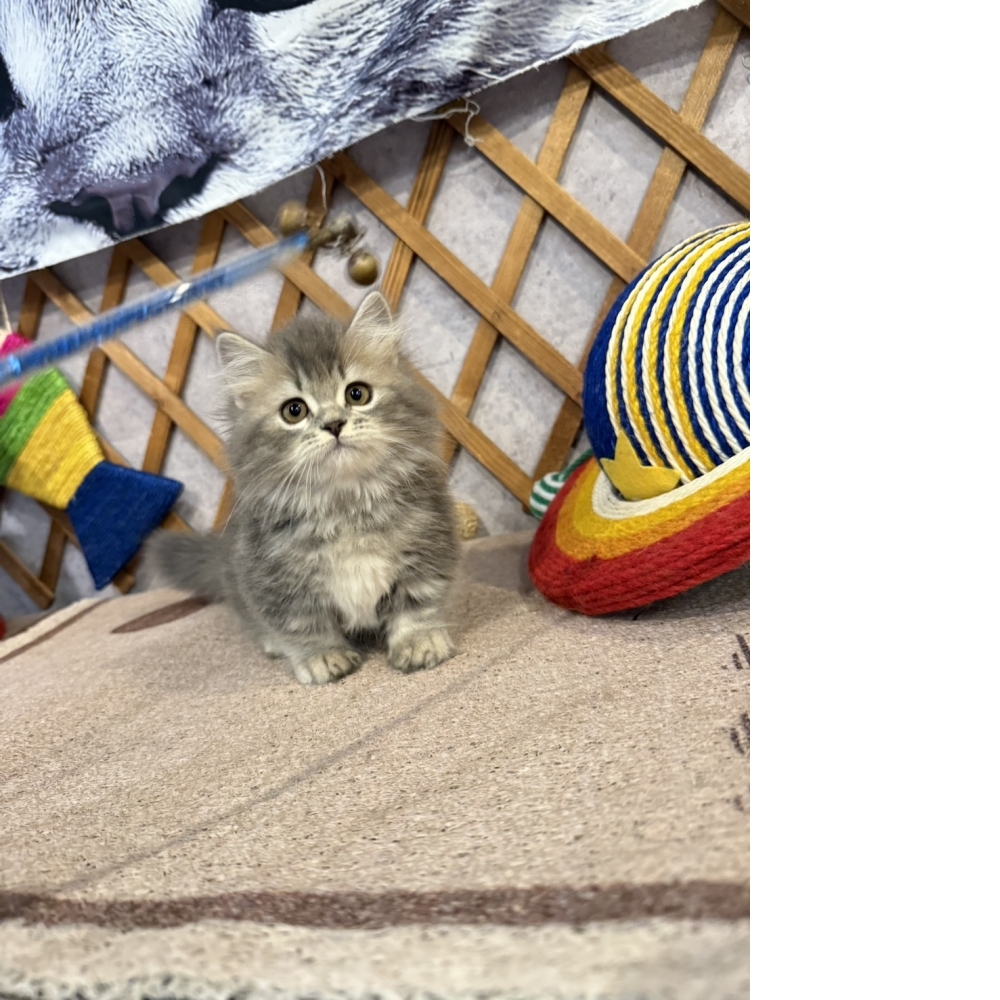 藍虎斑小步舞曲㊚弟弟（☆已有家★）