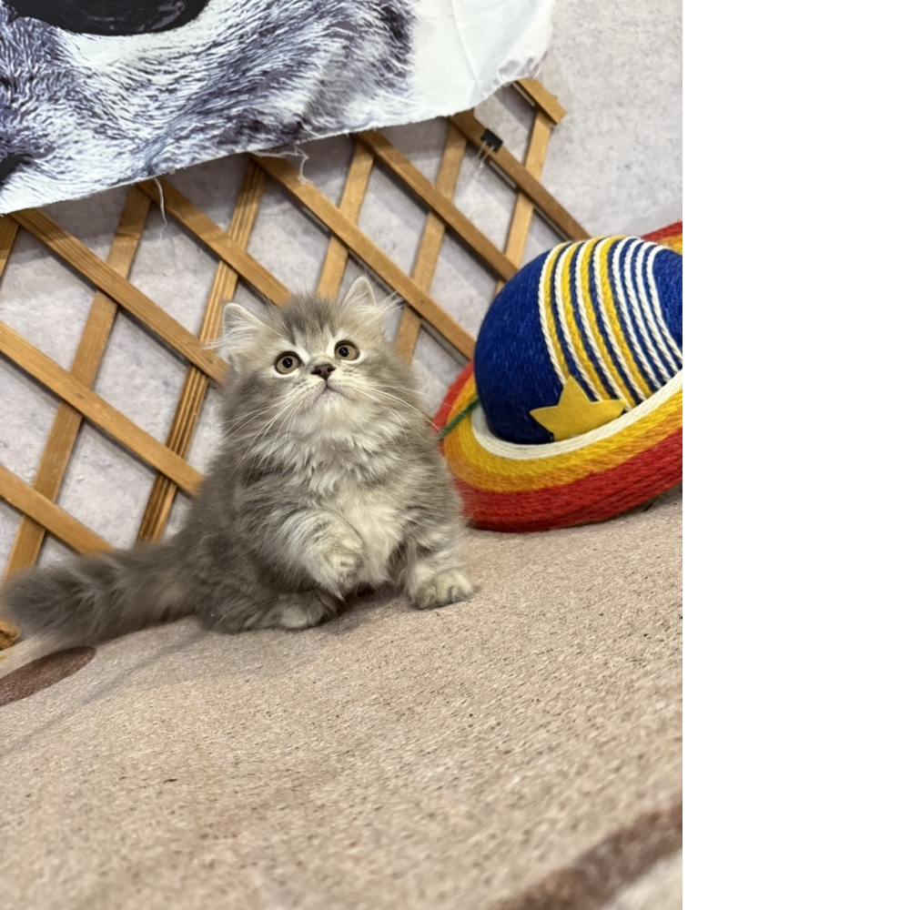 藍虎斑小步舞曲㊚弟弟（☆已有家★）