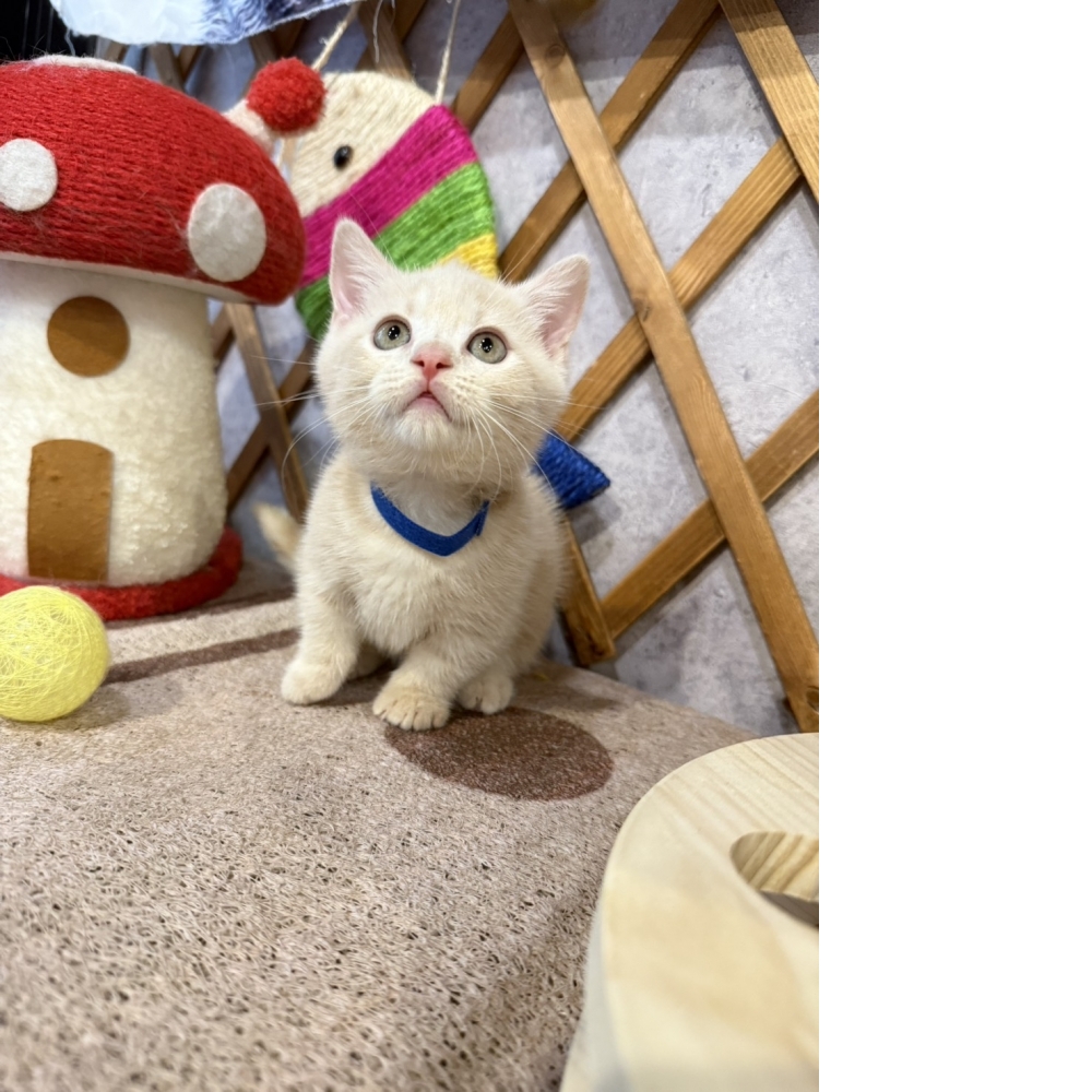 奶油曼赤肯㊚弟弟（☆已有家★）