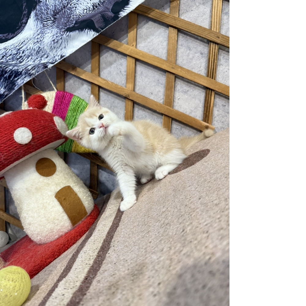 奶油賓士英短㊚弟弟（☆已有家★）