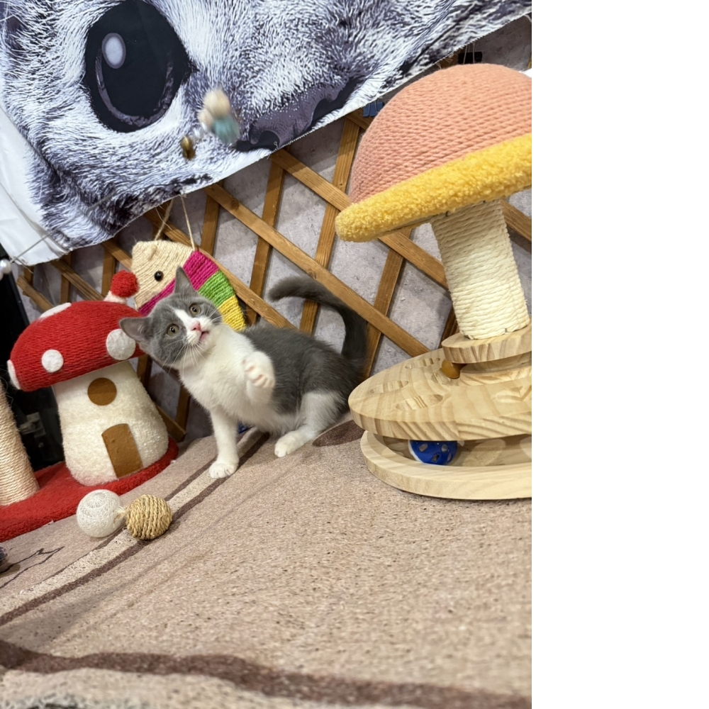 藍白賓士英短㊚弟弟（