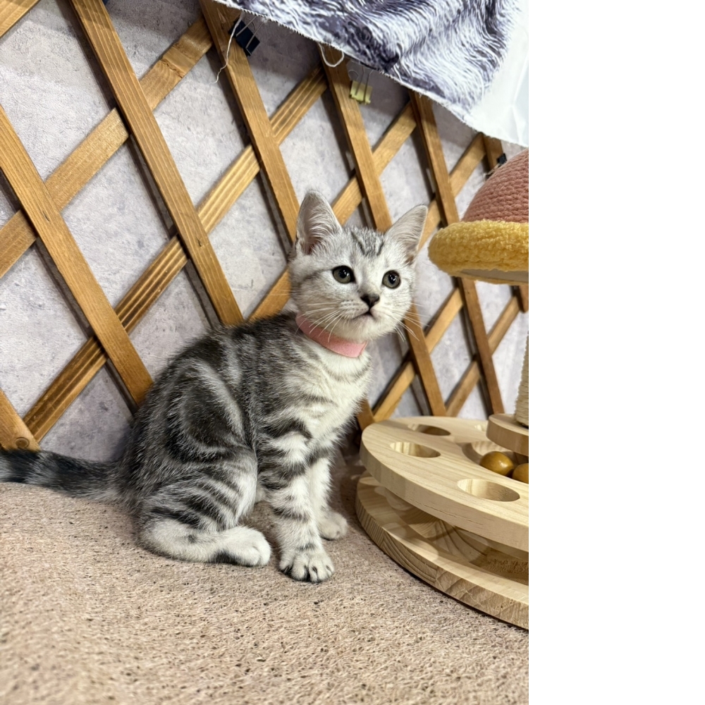 銀白美短㊛妹妹 （☆已有家★）