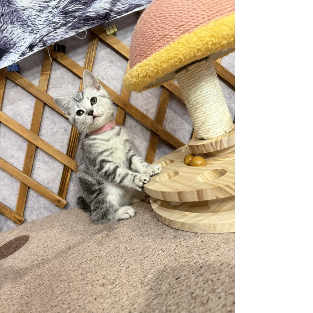 銀白美短㊛妹妹 （☆已有家★）