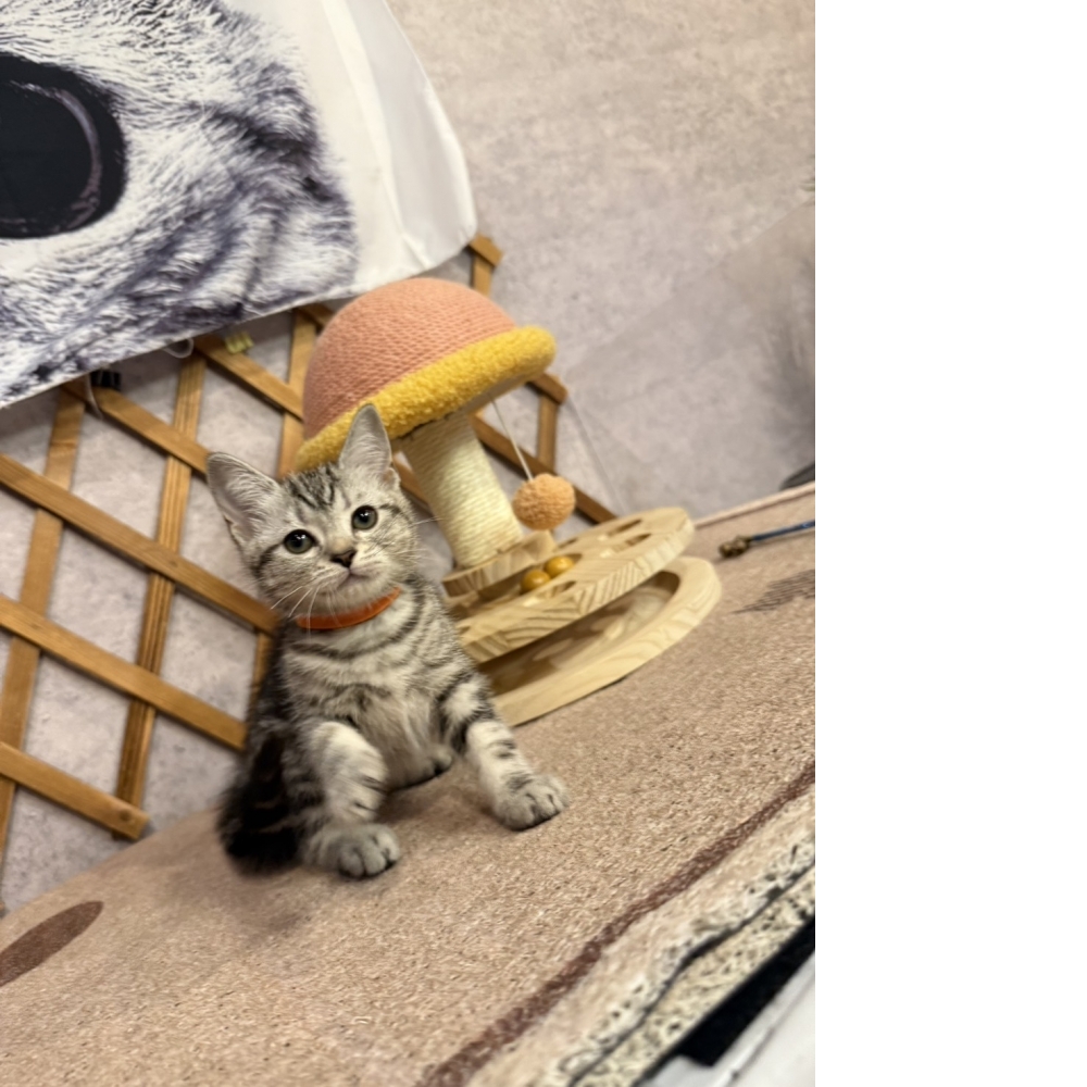 銀白美短㊛妹妹（☆已有家★）