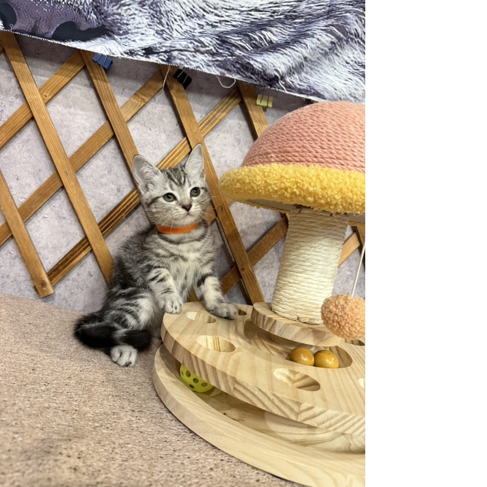 銀白美短㊛妹妹（☆已有家★）