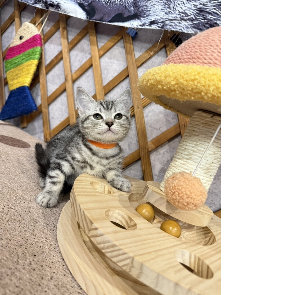 銀白美短㊛妹妹（☆已有家★）