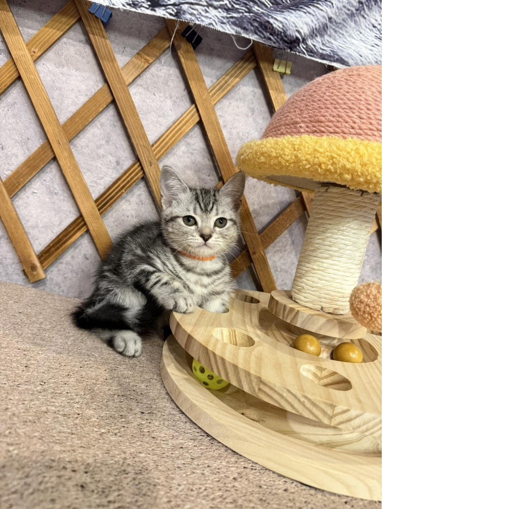 銀白美短㊛妹妹（☆已有家★）