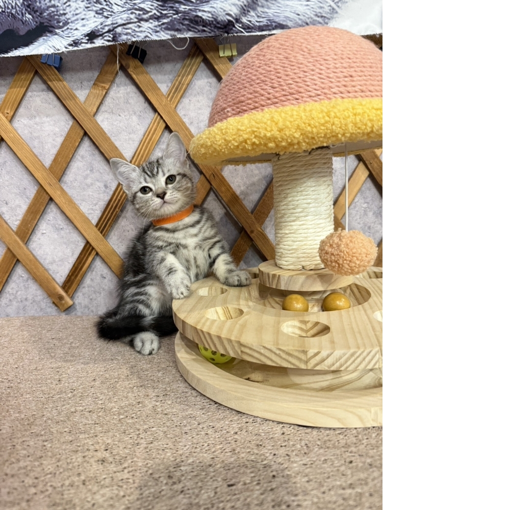 銀白美短㊛妹妹（☆已有家★）