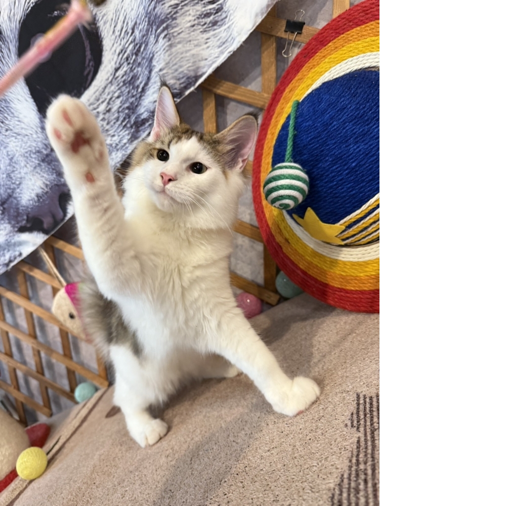 挪威森林㊚弟弟