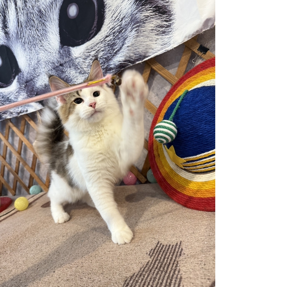 挪威森林㊚弟弟