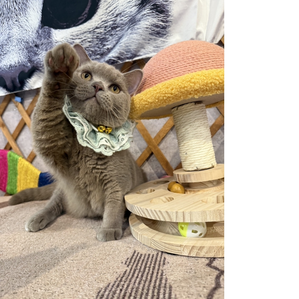 紫丁香英短㊚弟弟 