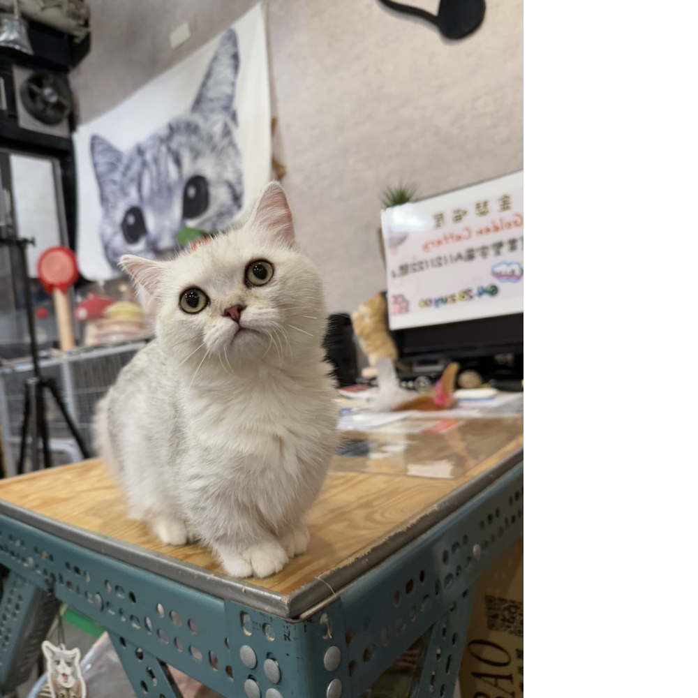 銀漸層曼赤肯㊚弟弟 