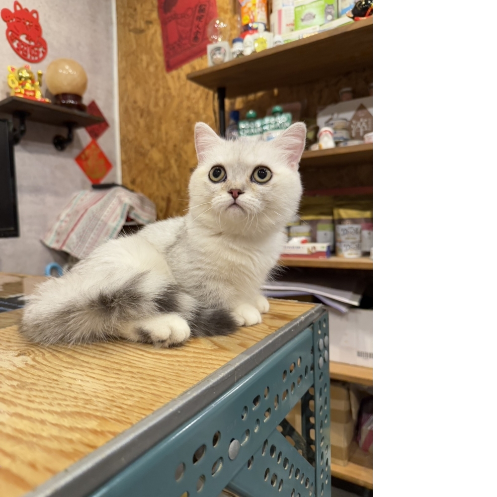 銀漸層曼赤肯㊚弟弟  特價$28000!!!!!