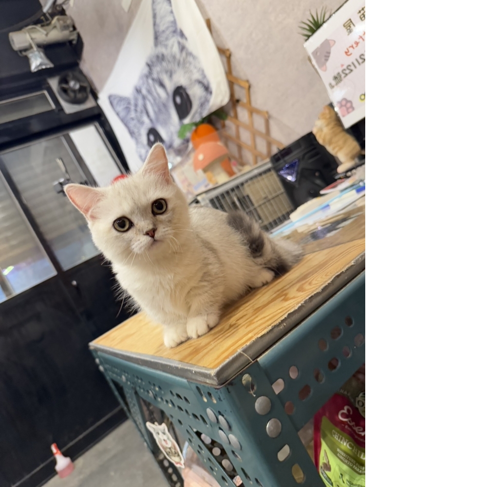 銀漸層曼赤肯㊚弟弟  特價$28000!!!!!