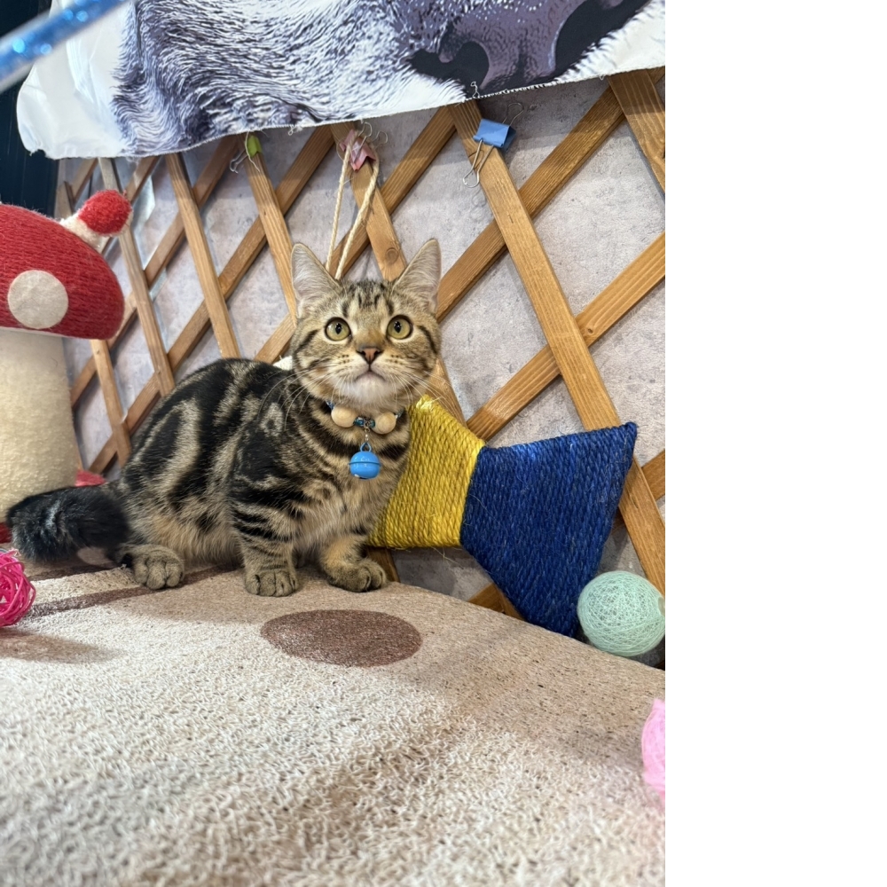 古銅美短曼赤肯㊚弟弟