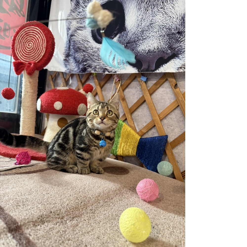 古銅美短曼赤肯㊚弟弟