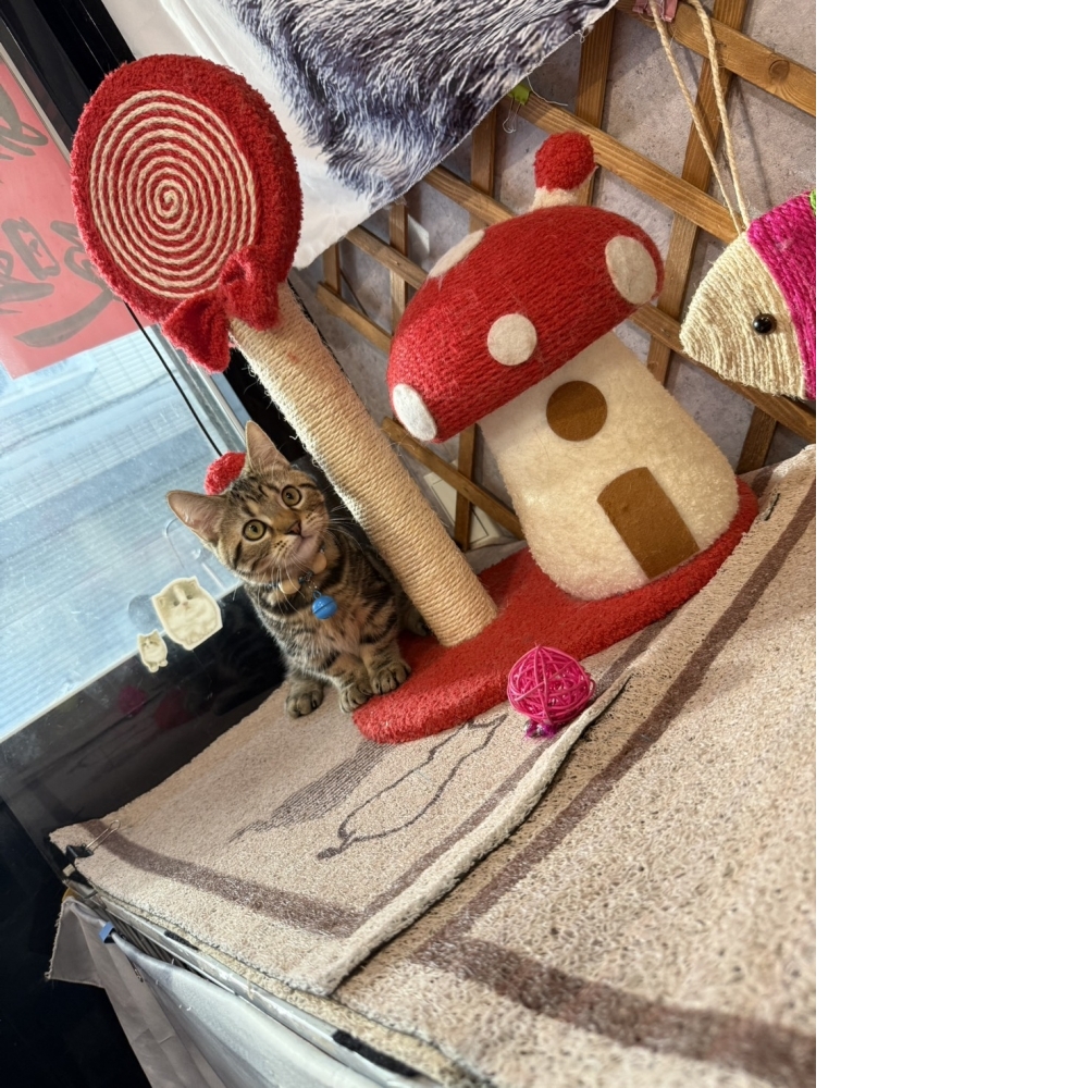 古銅美短曼赤肯㊚弟弟