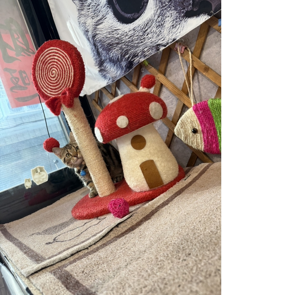 古銅美短曼赤肯㊚弟弟