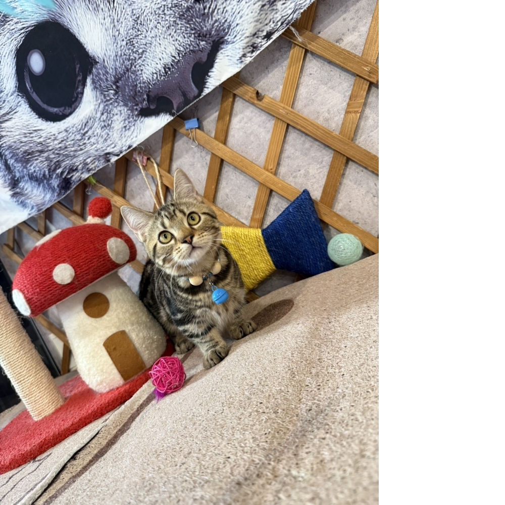 古銅美短曼赤肯㊚弟弟