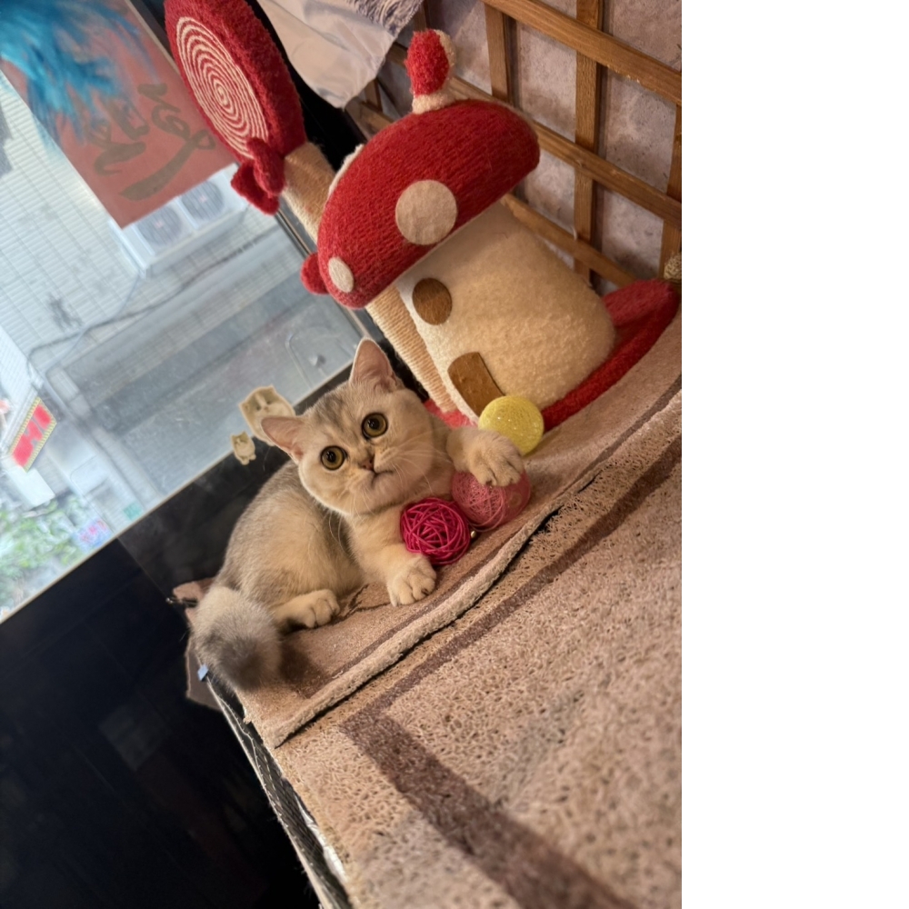 銀漸層英短㊛妹妹  