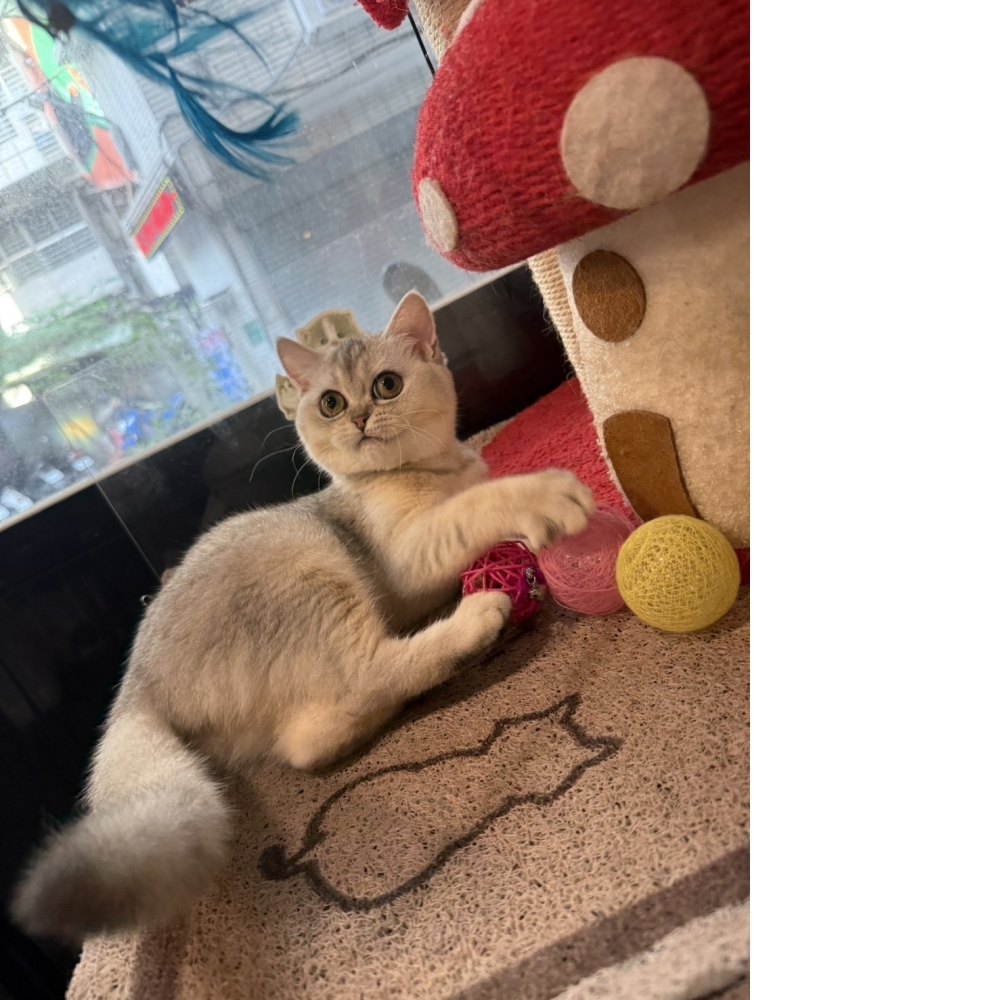 銀漸層英短㊛妹妹  