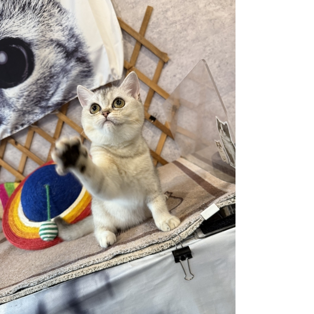 銀漸層英短㊛妹妹  