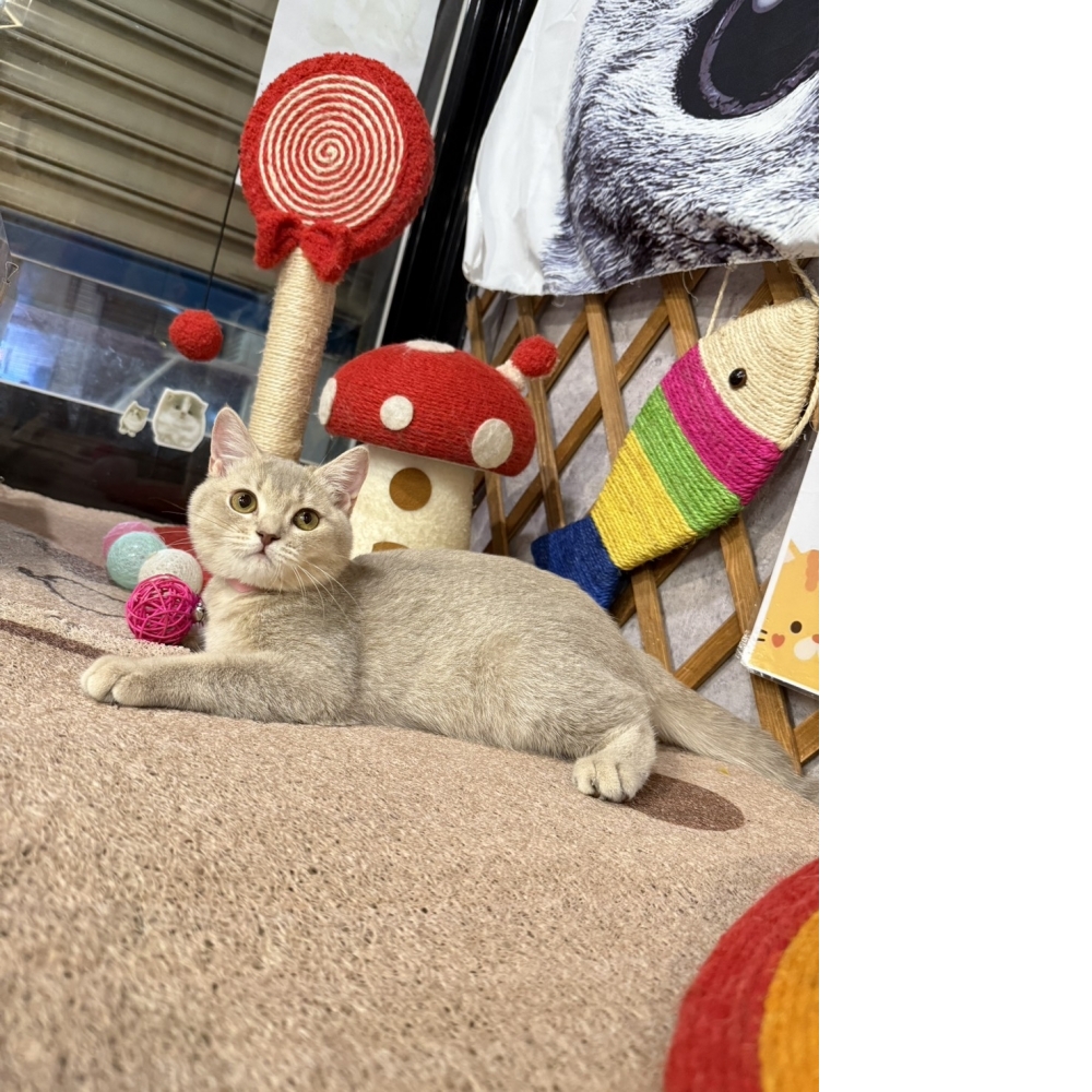 藍金漸層英短㊛妹妹  （☆已有家★）